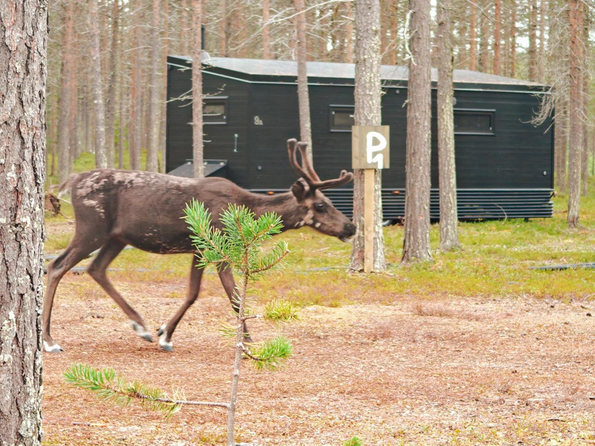 Lapland Riverside, Landscape Cabin, Kuukkeli 6, Yllaes, Tiny Home With Sauna, Fireplace, Terrace, Bbq, Wifi, Ski, Fishing, Pets Ok Äkäslompolo Buitenkant foto